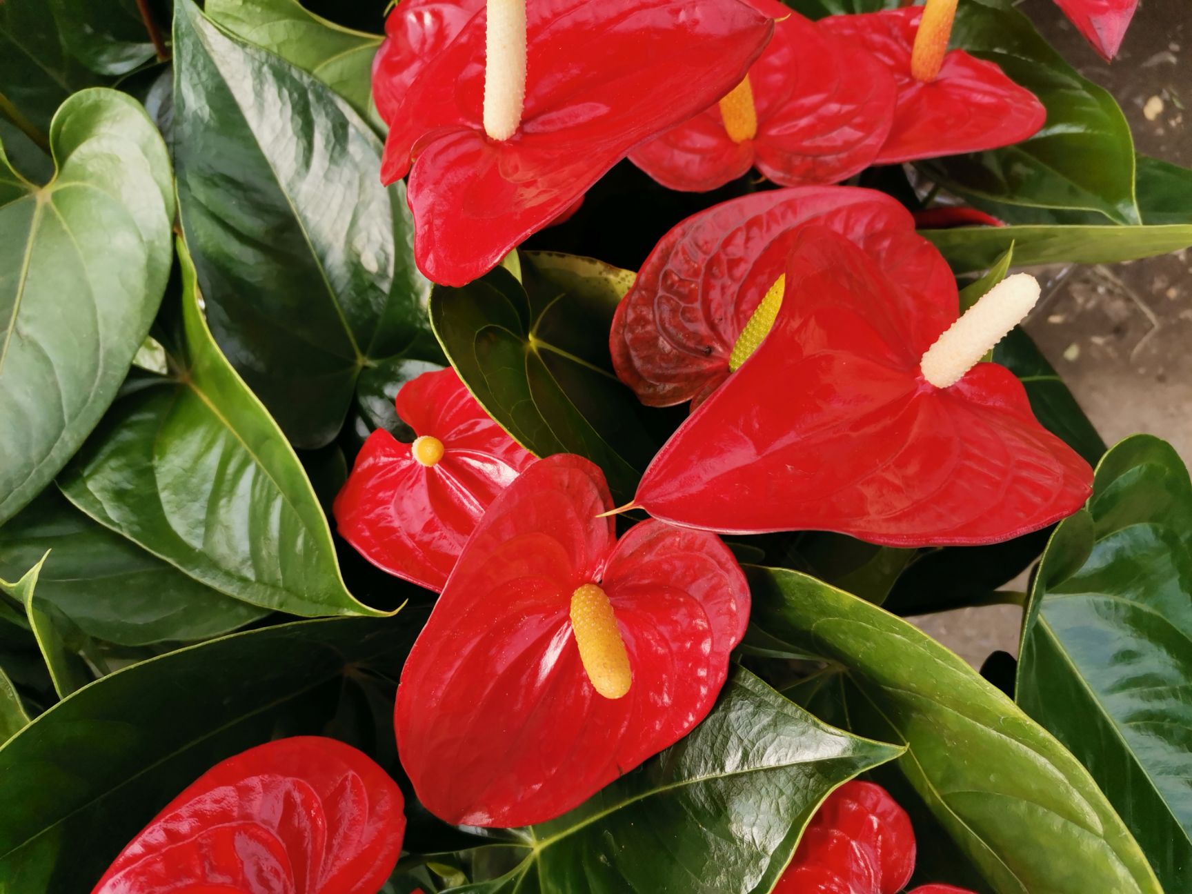 红掌 观赏花卉 产地直发多个品种红掌